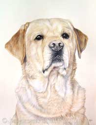 Portrait canin du grand Labrador Basile